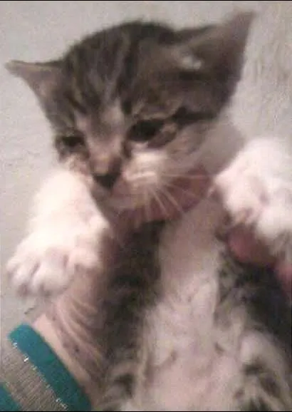 Gato ra a Tigrado com srd idade Abaixo de 2 meses nome Apolo