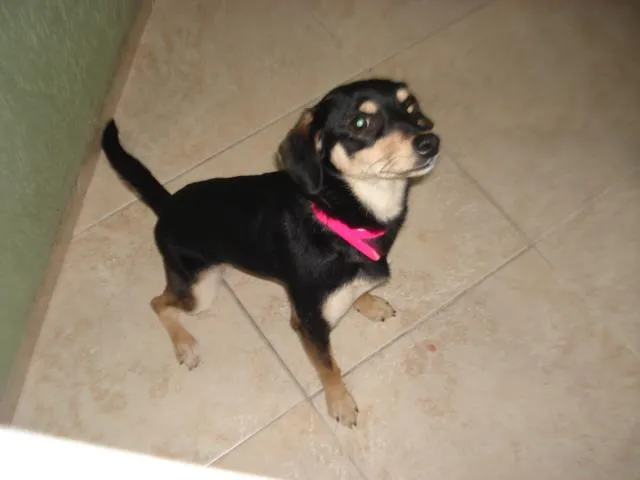 Cachorro ra a  idade 2 a 6 meses nome Lili