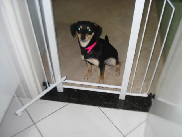 Cachorro ra a  idade 2 a 6 meses nome Lili