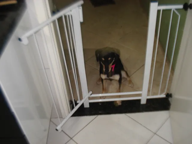Cachorro ra a  idade 2 a 6 meses nome Lili