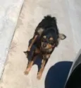 Pequena