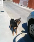 Pequena