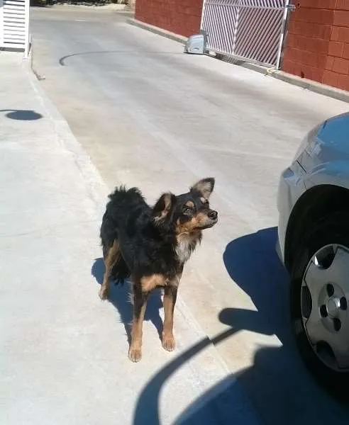 Cachorro ra a Não definida idade 1 ano nome Pequena