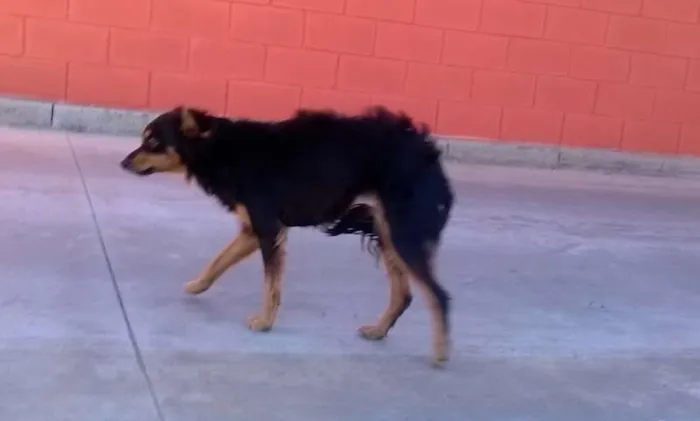 Cachorro ra a Não definida idade 1 ano nome Pequena