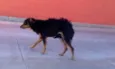 Pequena