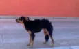 Pequena