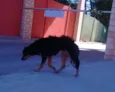 Pequena