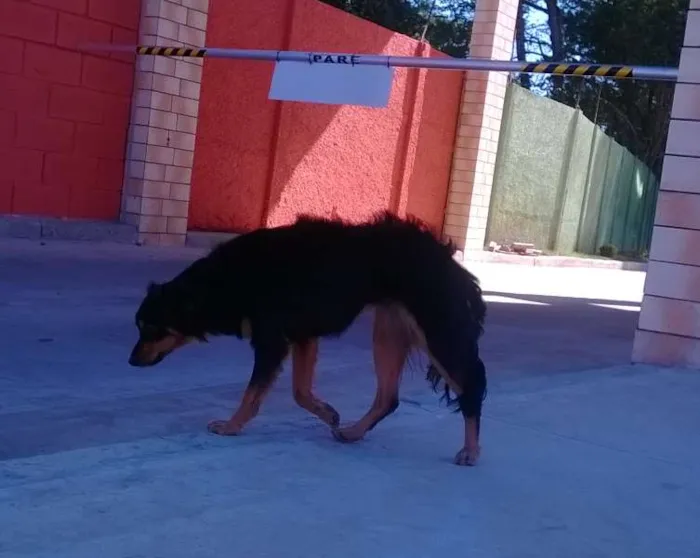 Cachorro ra a Não definida idade 1 ano nome Pequena