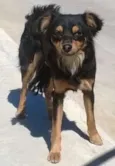 Pequena