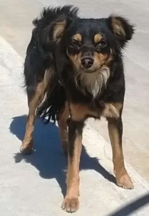 Cachorro raça Não definida idade 1 ano nome Pequena