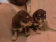 São 6 cachorrinhos