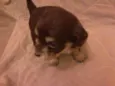 São 6 cachorrinhos