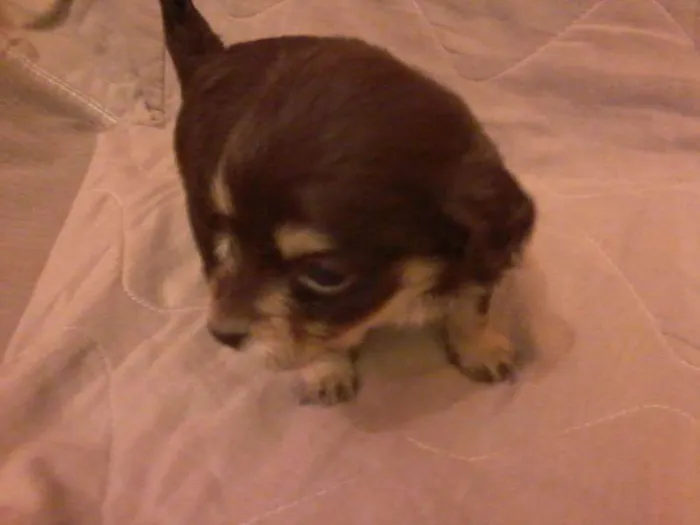 Cachorro ra a vira lats idade Abaixo de 2 meses nome São 6 cachorrinhos