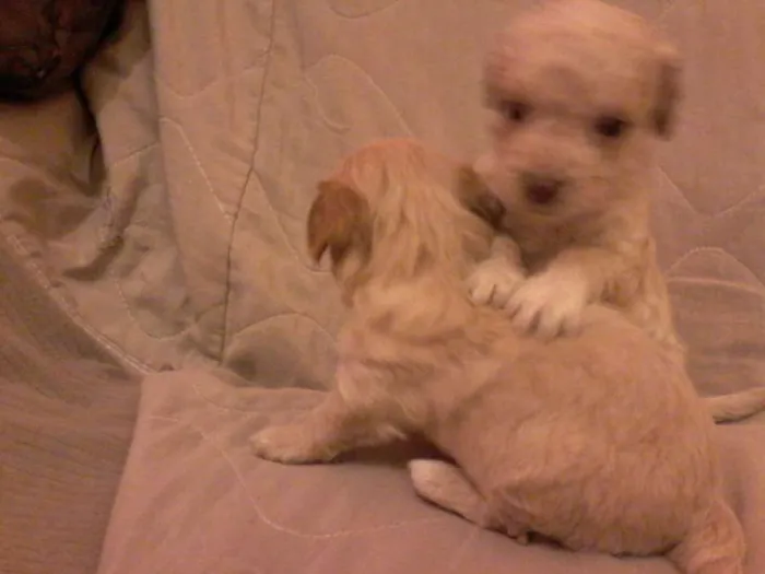 Cachorro ra a vira lats idade Abaixo de 2 meses nome São 6 cachorrinhos