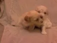 São 6 cachorrinhos
