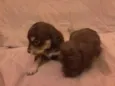 São 6 cachorrinhos