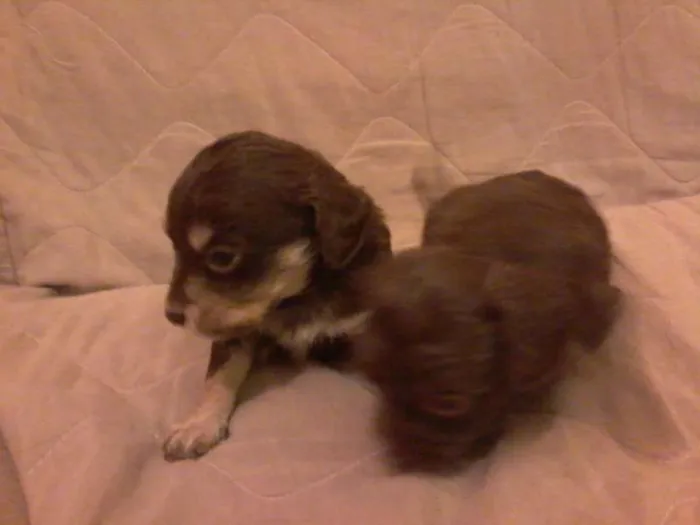 Cachorro ra a vira lats idade Abaixo de 2 meses nome São 6 cachorrinhos
