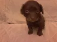São 6 cachorrinhos
