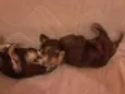 São 6 cachorrinhos