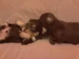 São 6 cachorrinhos