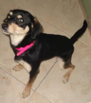 Cachorro raça  idade 2 a 6 meses nome Lili