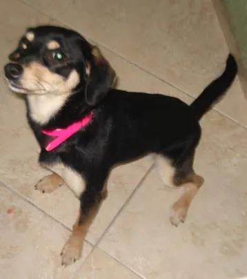Cachorro ra a  idade 2 a 6 meses nome Lili