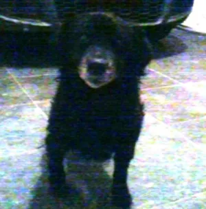 Cachorro raça INDEFINIDA idade 6 ou mais anos nome NEGO
