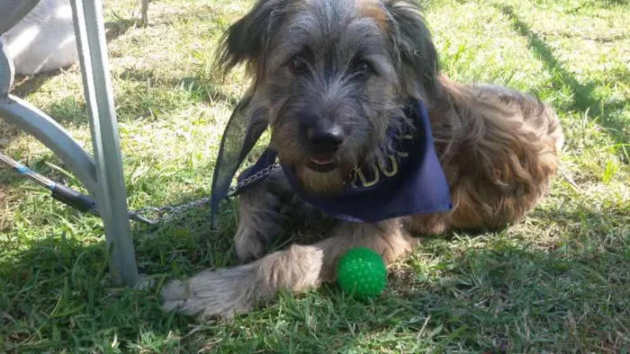 Cachorro ra a SRD idade 2 a 6 meses nome De um lar para SANSÃO