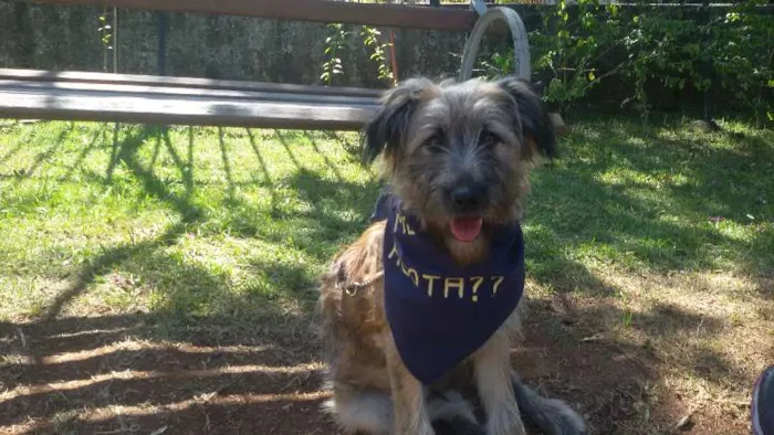 Cachorro ra a SRD idade 2 a 6 meses nome De um lar para SANSÃO