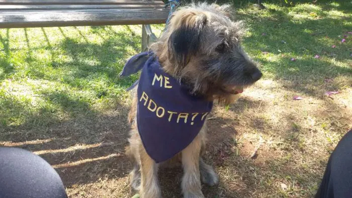 Cachorro ra a SRD idade 2 a 6 meses nome De um lar para SANSÃO