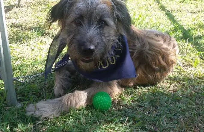 Cachorro ra a SRD idade 2 a 6 meses nome De um lar para SANSÃO