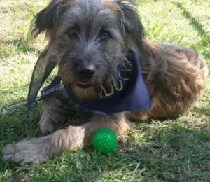 Cachorro raça SRD idade 2 a 6 meses nome De um lar para SANSÃO