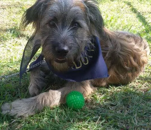 Cachorro ra a SRD idade 2 a 6 meses nome De um lar para SANSÃO