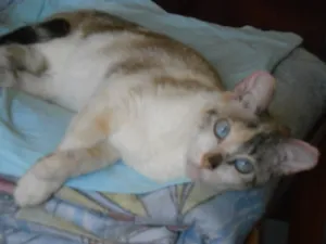 Gato raça SRD idade 7 a 11 meses nome Roberta