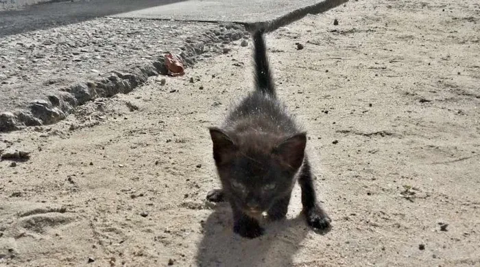 Gato raça SRD idade Abaixo de 2 meses nome Bringela