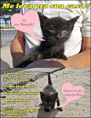 Gato raça SRD idade Abaixo de 2 meses nome Bringela