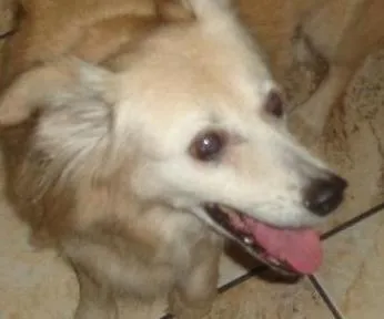 Cachorro ra a srd idade 6 ou mais anos nome Lilica
