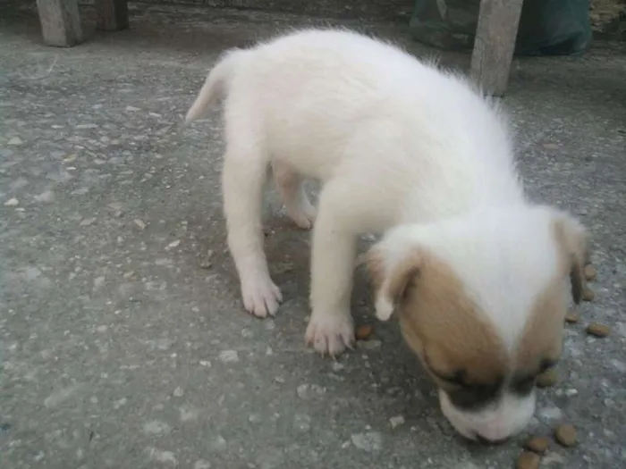 Cachorro ra a viralatas idade Abaixo de 2 meses nome filhotes
