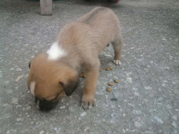Cachorro ra a viralatas idade Abaixo de 2 meses nome filhotes