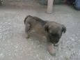 filhotes