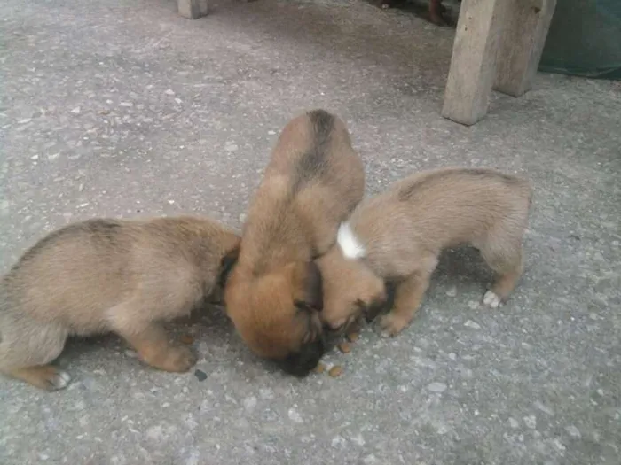 Cachorro ra a viralatas idade Abaixo de 2 meses nome filhotes