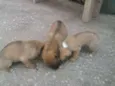 filhotes