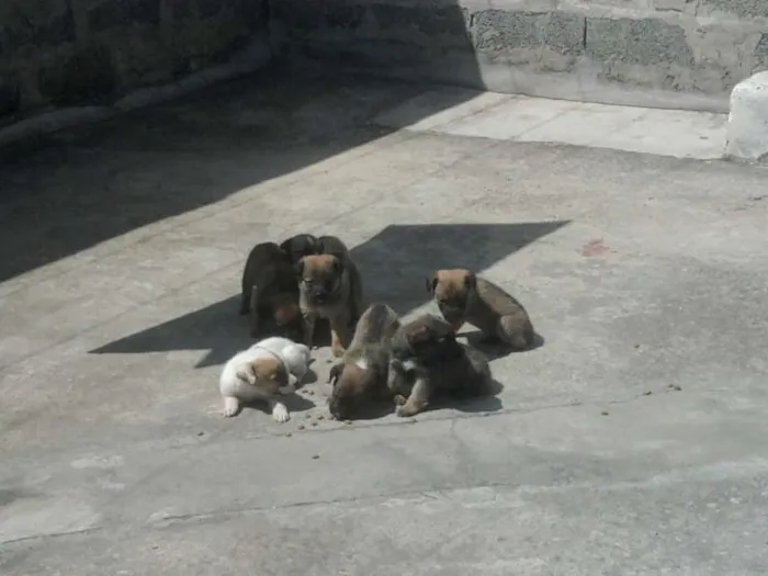 Cachorro ra a viralatas idade Abaixo de 2 meses nome filhotes