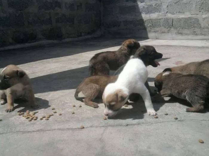 Cachorro ra a viralatas idade Abaixo de 2 meses nome filhotes