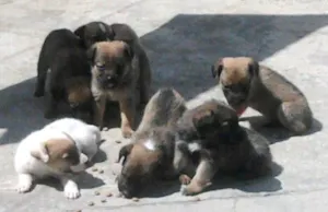 Cachorro raça viralatas idade Abaixo de 2 meses nome filhotes