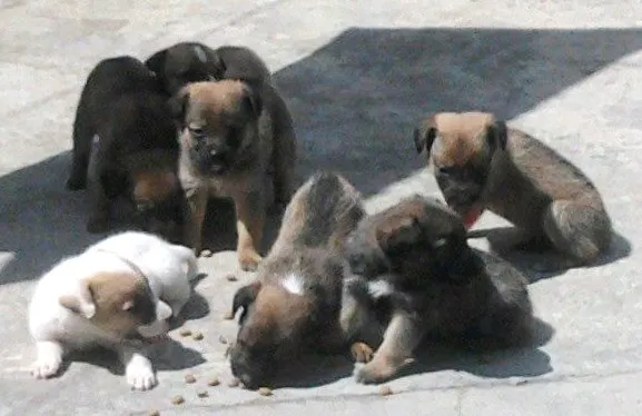 Cachorro ra a viralatas idade Abaixo de 2 meses nome filhotes