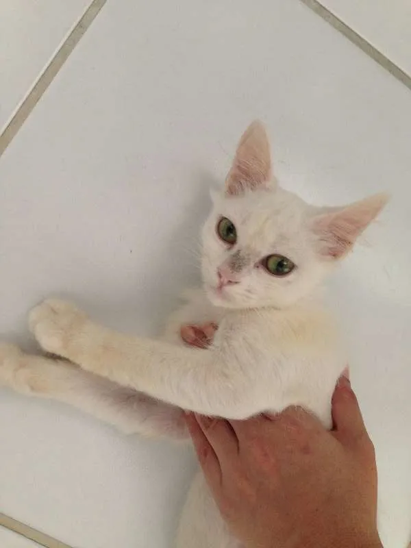 Gato raça SRD idade 2 a 6 meses nome Pimpolha