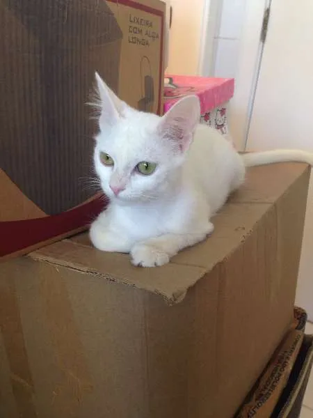 Gato raça SRD idade 2 a 6 meses nome Pimpolha