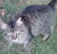 Lindo gatinho