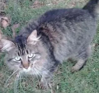 Gato ra a SRD idade  nome Lindo gatinho